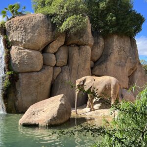 Abonament servicii ed1